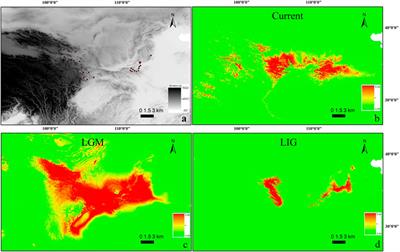 Pleistocene climate and geomorphology drive the evolution and phylogeographic pattern of Triplophysa robusta (Kessler, 1876)